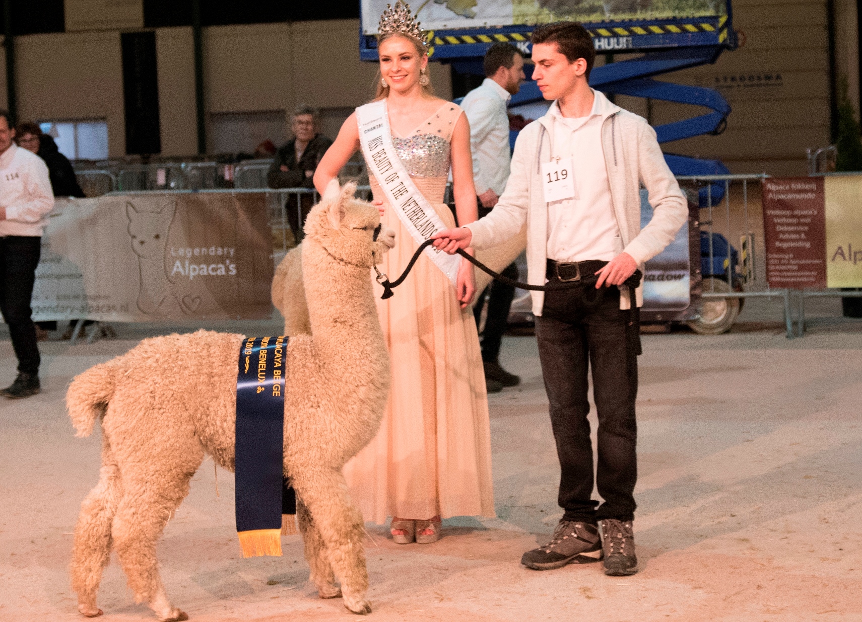 Alpaca show